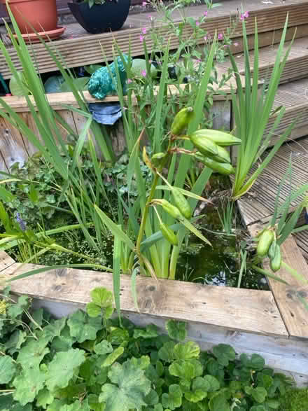 Photo of free Yellow Irises (BA11) #2
