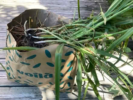 Photo of free Spiderwort (Somerset/Bayswater) #3