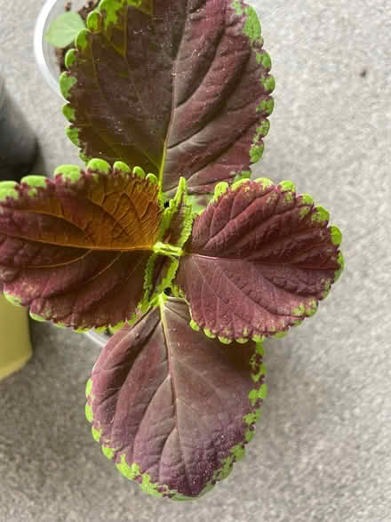 Photo of free Coleus, grown from seed (Birkenhead CH41) #2