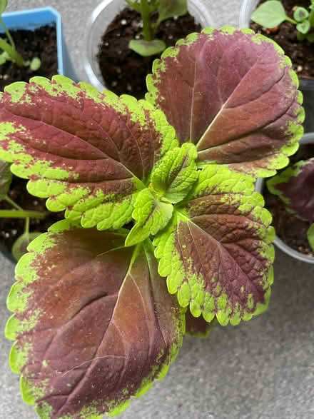 Photo of free Coleus, grown from seed (Birkenhead CH41) #4
