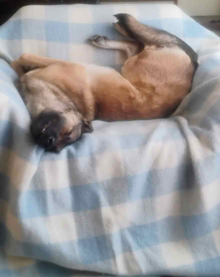 Photo of Meat bones for dog (Oakville, Ontario) #1
