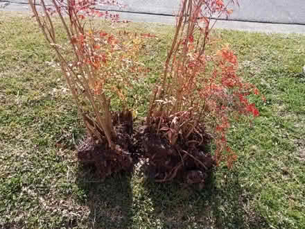 Photo of free Sacred bamboo (Glen Waverley) #1