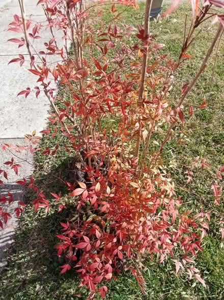 Photo of free Sacred bamboo (Glen Waverley) #2