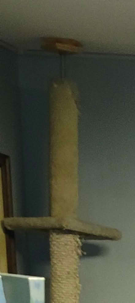Photo of free Ceiling height cat tree (Westmont) #1