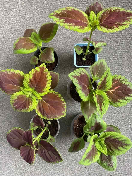 Photo of free Coleus, grown from seed (Birkenhead CH41) #1