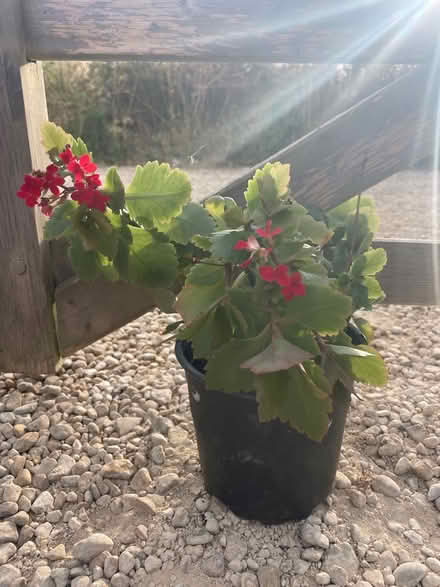 Photo of free Plant (OX44 nuneham) #1