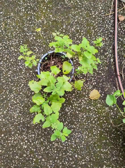 Photo of free Lemon balm (L1 Liverpool City Centre) #1