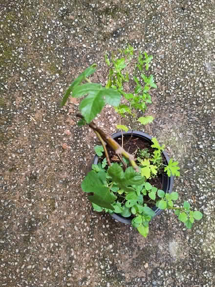 Photo of free Pot with fig, lemon balm, violet (L1 Liverpool City Centre) #1