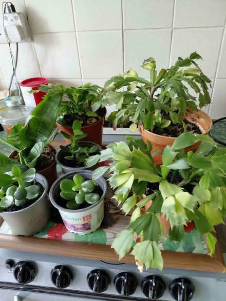 Photo of free House plants (Stroud GL5) #1