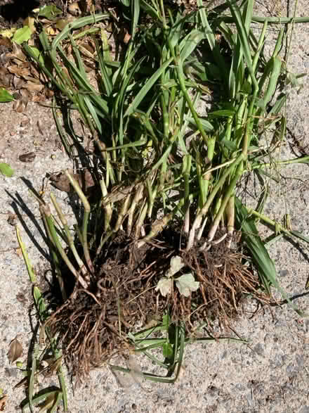 Photo of free Spiderwort (Somerset/Bayswater) #1
