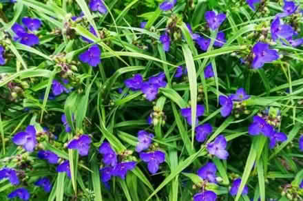 Photo of free Spiderwort (Somerset/Bayswater) #2