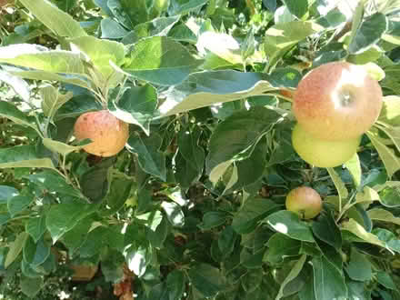 Photo of free Surplus apples for juicing/cider making (spaldwick PE28) #2