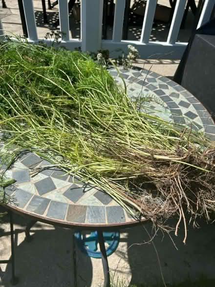 Photo of free Light pink perennial yarrow plants (Meadowvale, Mississauga) #1