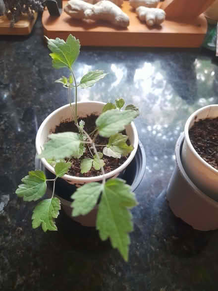 Photo of free Clematis Vitalba (Wimbledon Village SW19) #1