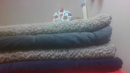 Photo of free 4 x pet blankets (BA2) #2