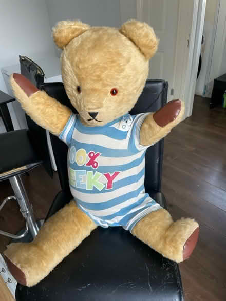 Photo of free Teddy (HD2 Birkby) #1
