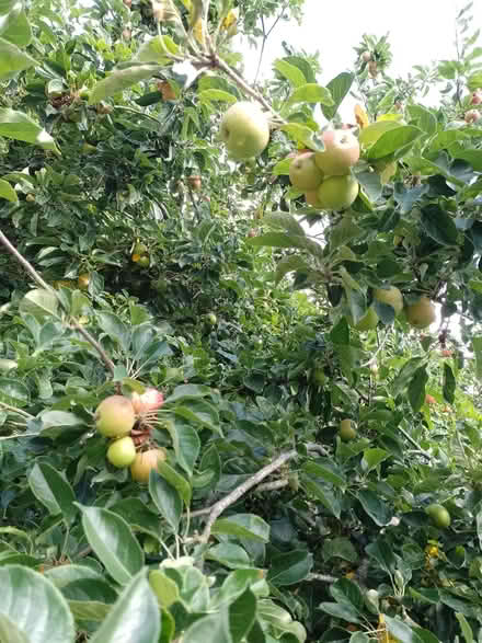 Photo of free Surplus apples for juicing/cider making (spaldwick PE28) #1