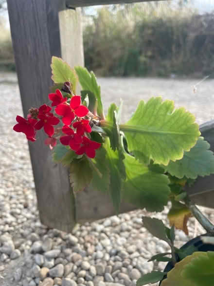 Photo of free Plant (OX44 nuneham) #2