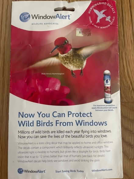 Photo of free Wild Bird Hitting Window Alert (199 Southern Heights Blvd SR) #1