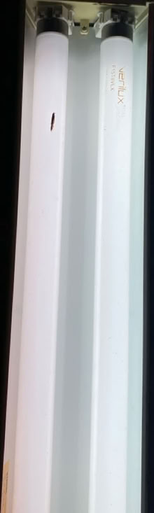 Photo of free Artist Desk Lamp - Fluorescent (Medford-Fulton Heights) #3