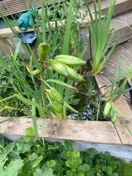 Photo of free Yellow Irises (BA11) #1