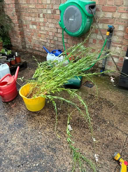 Photo of free Two gaura plants (Burnham on Crouch CM0) #1