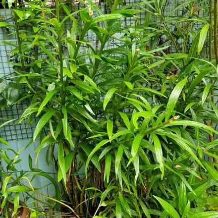 Photo of free Pot of large white garden lillies (Clive Vale TN35) #1