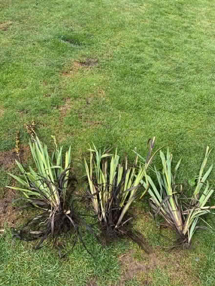 Photo of free 3 clumps of this (Welling DA16) #1