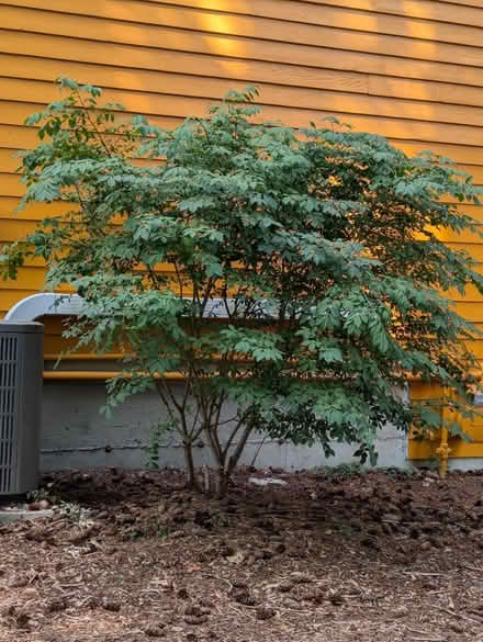Photo of free Euonymous and Burning Bush shrubs (Pinehurst / Northgate) #1