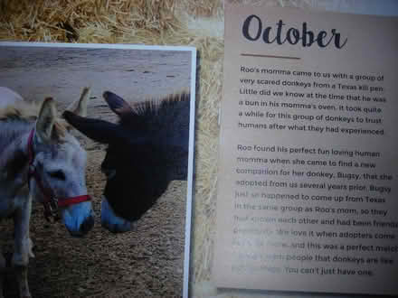 Photo of free 2025 Donkey wall calendar (Swarthmore area) #4