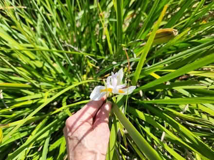 Photo of free Plants (Palm Harbor 34683 CR1 Tpa Rd) #2