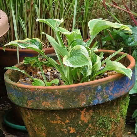 Photo of free Hosta in pot (Clive Vale TN35) #1