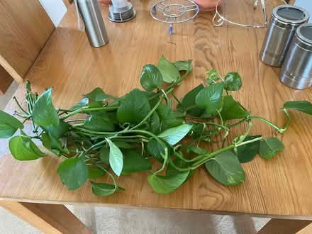 Photo of free Pathos rooted cuttings (Peterborough PE1) #1