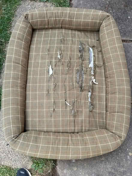 Photo of free Dog bed (Clapham MK41) #1