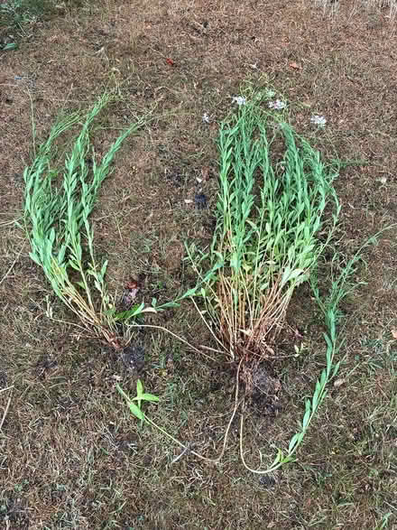 Photo of free Two gaura plants (Burnham on Crouch CM0) #2