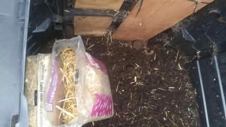 Photo of free double compost bin (S5 southey green S5) #3