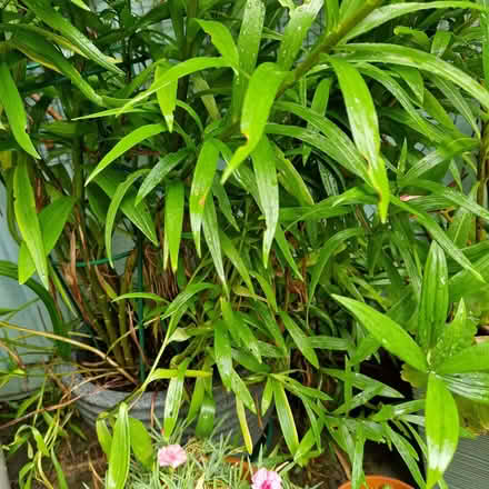 Photo of free Pot of large white garden lillies (Clive Vale TN35) #2