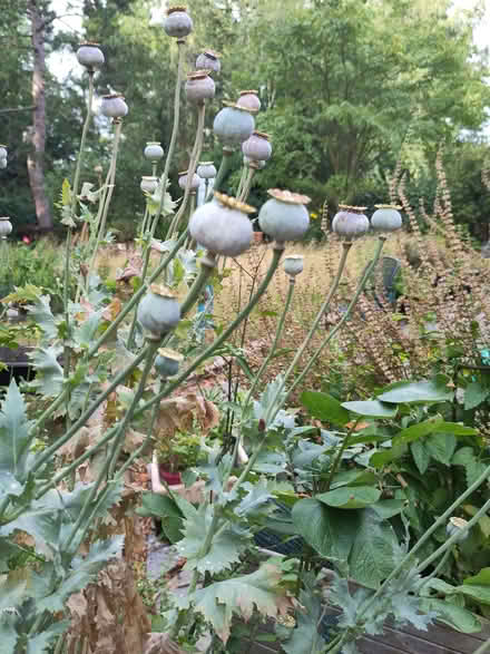 Photo of free Poppy seed pods (Berkhamsted HP4) #1