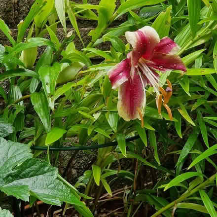Photo of free Pot full of lillies for garden (Clive Vale TN35) #2