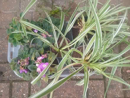 Photo of free house plants (Kennington OX1) #1