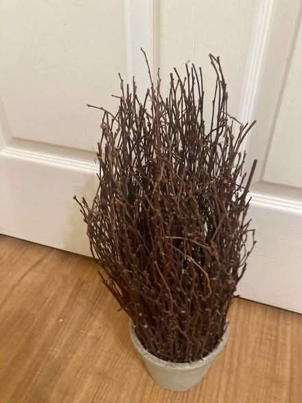 Photo of free Reed plant & Potpourri Jar (Scaggsville) #4