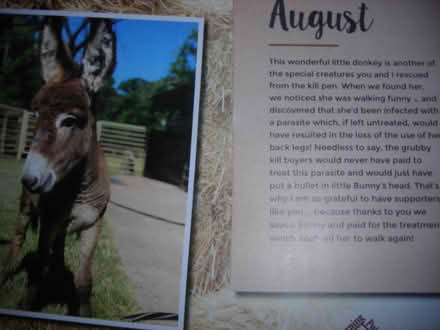 Photo of free 2025 Donkey wall calendar (Swarthmore area) #3