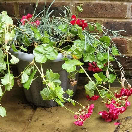 Photo of free Pot geraniums and pinks for garden (Clive Vale TN35) #1