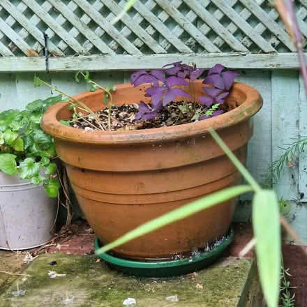 Photo of free Large plant pot and saucer. Full compost. Small plant (Clive Vale TN35) #1