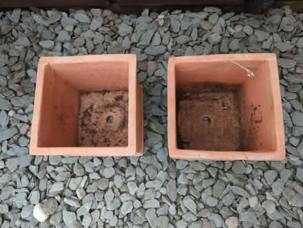 Photo of free Two terracotta planters (Combe Down) #3