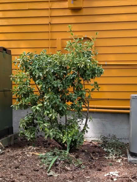 Photo of free Euonymous and Burning Bush shrubs (Pinehurst / Northgate) #2