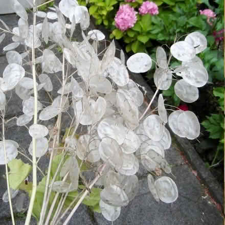 Photo of free HONESTY plants (lumaria annua) (Kingsmead) #1