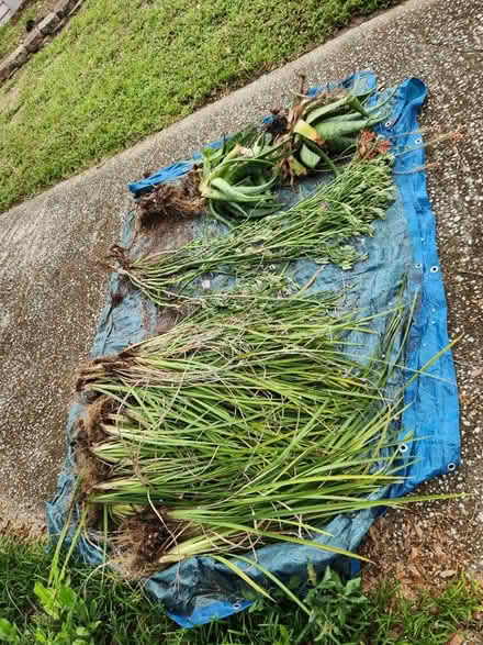 Photo of free Plants (Palm Harbor 34683 CR1 Tpa Rd) #4