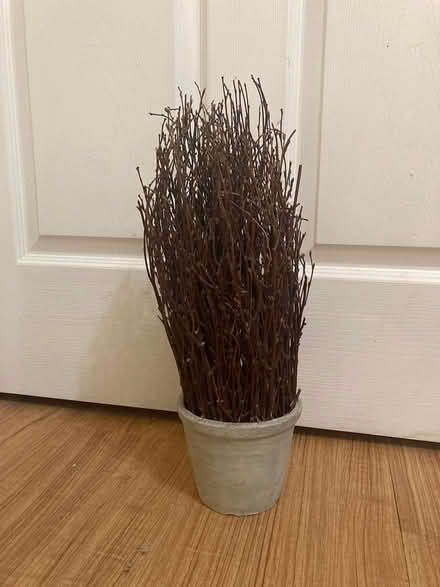 Photo of free Reed plant & Potpourri Jar (Scaggsville) #2