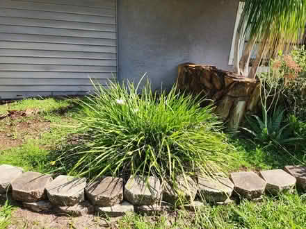 Photo of free Plants (Palm Harbor 34683 CR1 Tpa Rd) #1